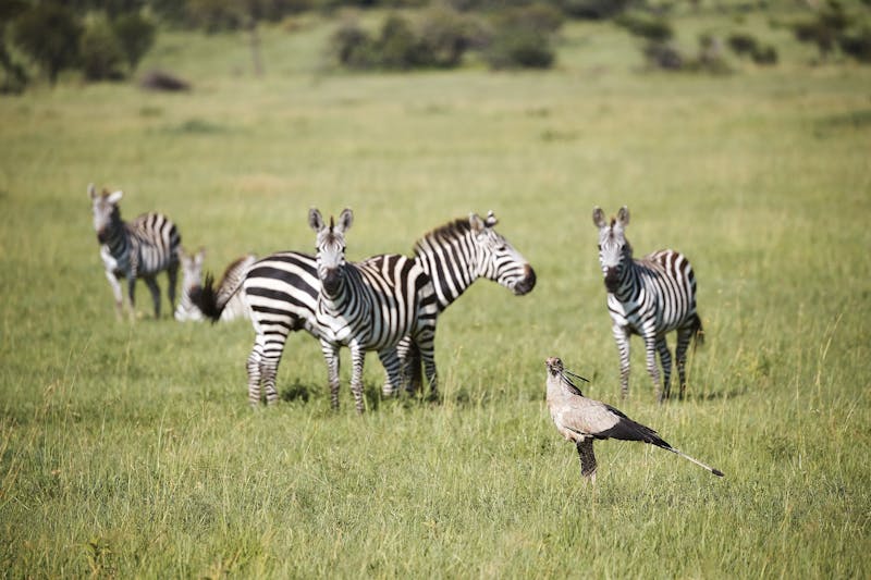 HDHotelTansaniaLaba Migration CampZebra2