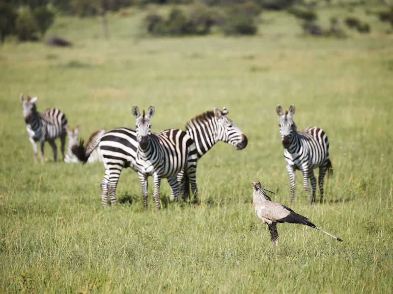 HDHotelTansaniaLaba Migration CampZebra2