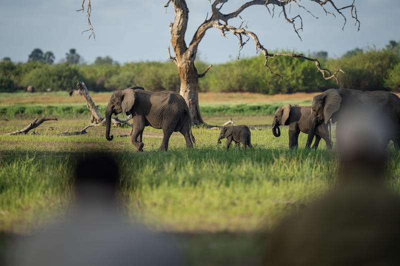 HDHotelTansaniaLaba Siwandu CampSiwandu elephants1