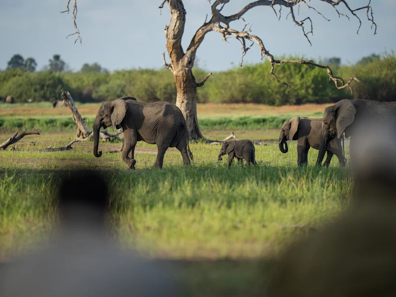 HDHotelTansaniaLaba Siwandu CampSiwandu elephants1