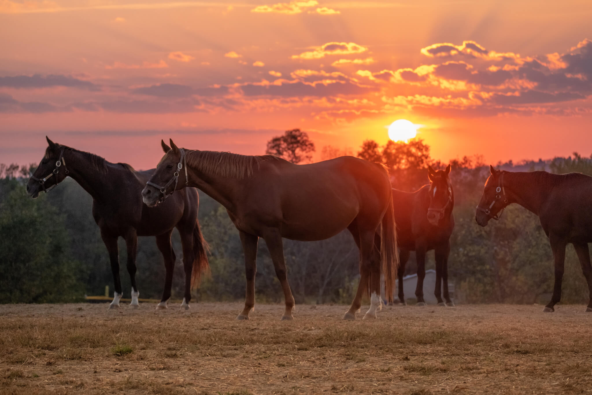 HDKentuckyhorses at sunset at taylor made farm