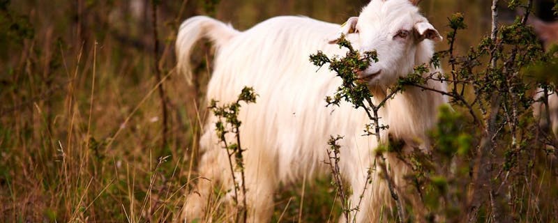 HDItalienChiantiZiege 1