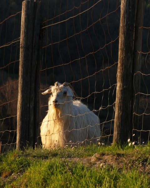 HDItalienChiantiZiege2