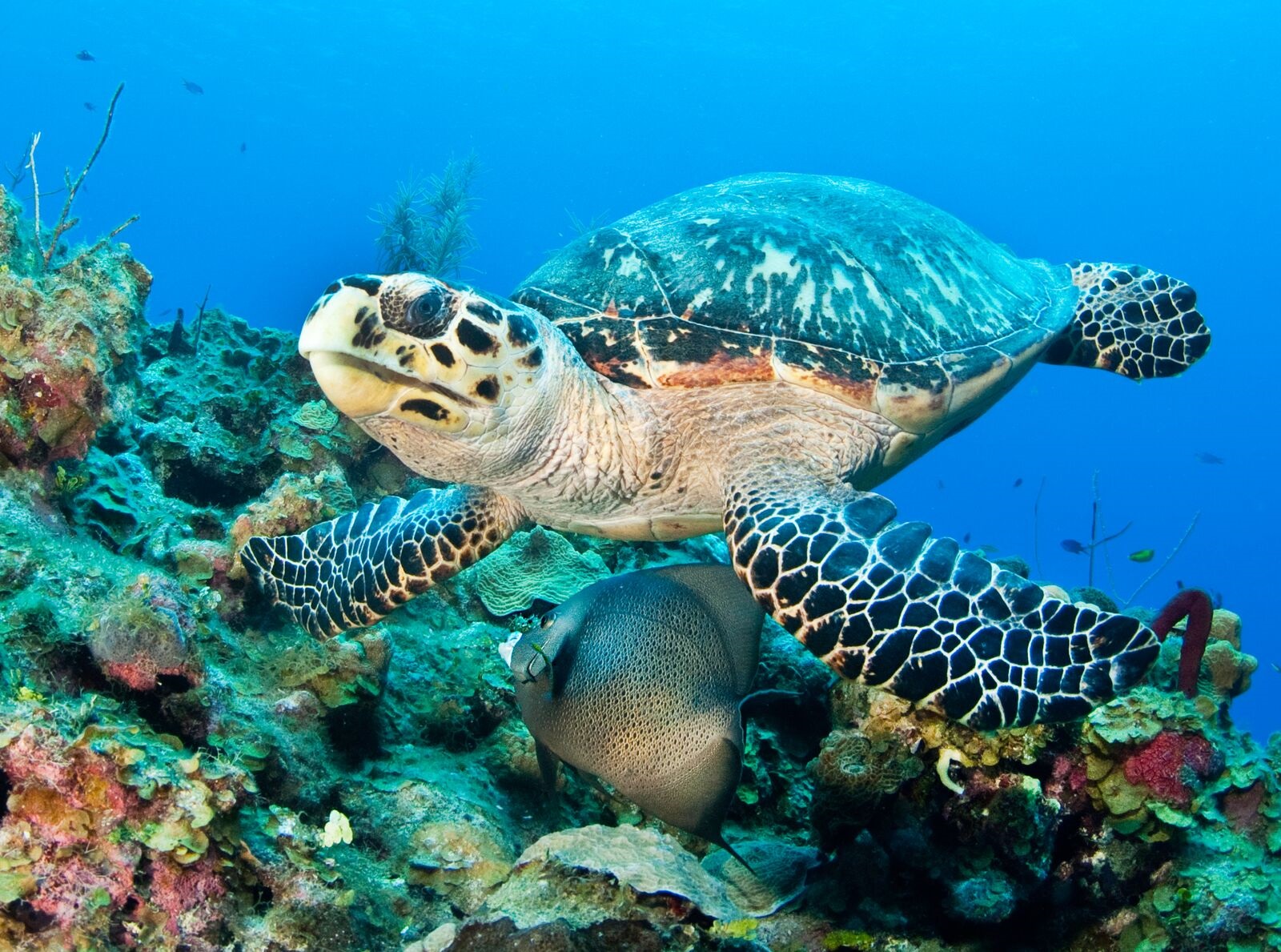 HDCayman IslandsUnderwater turtle Photocredit Cayman Islands Department of Tou