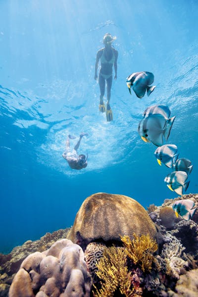 HDAustralienQLDGreat Barrier ReefSchnorcheln Bat Fish and Bommie 126128 TEQ