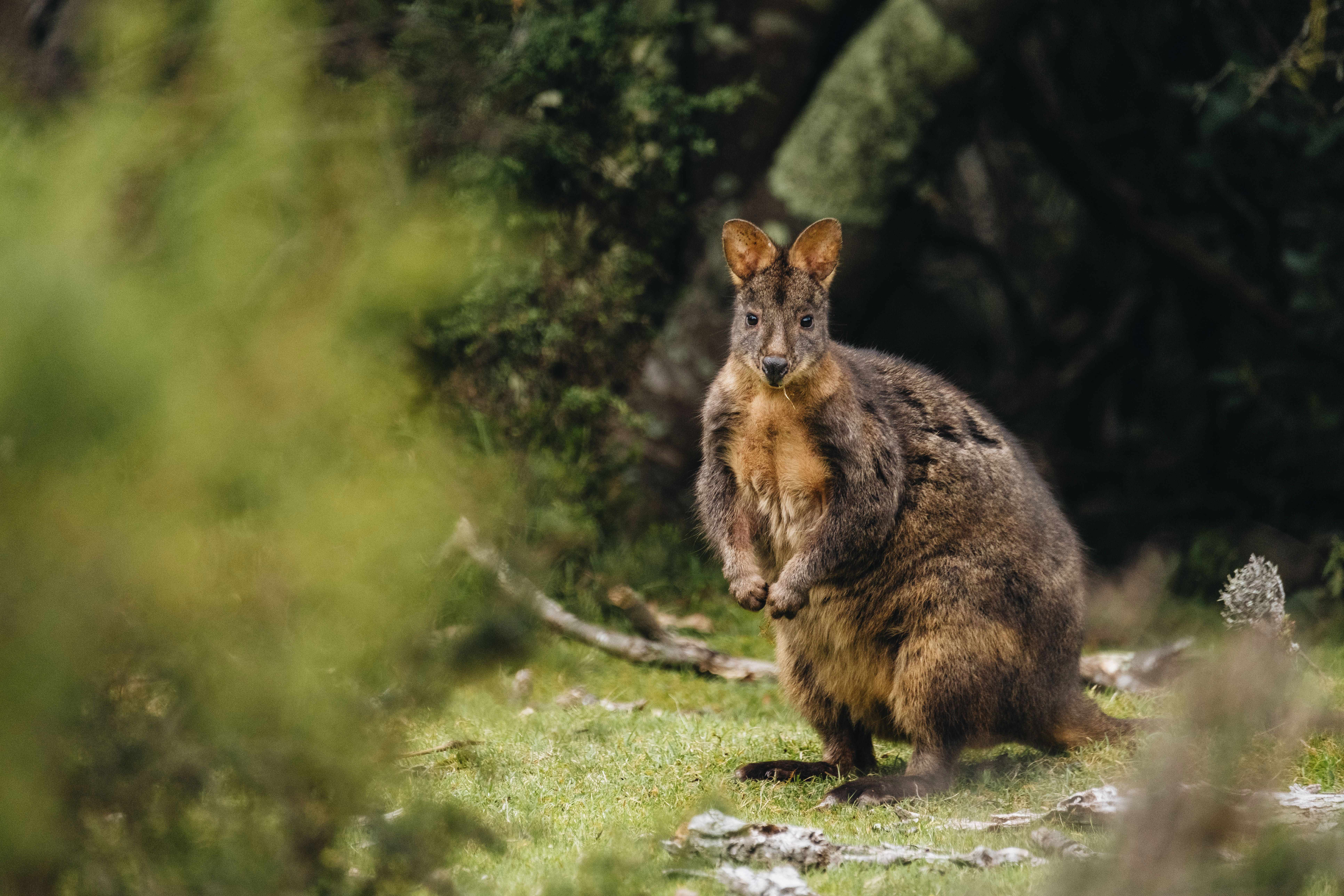 HDAustralienTASEast CoastMaria Island Wallaby 1099160 TAU