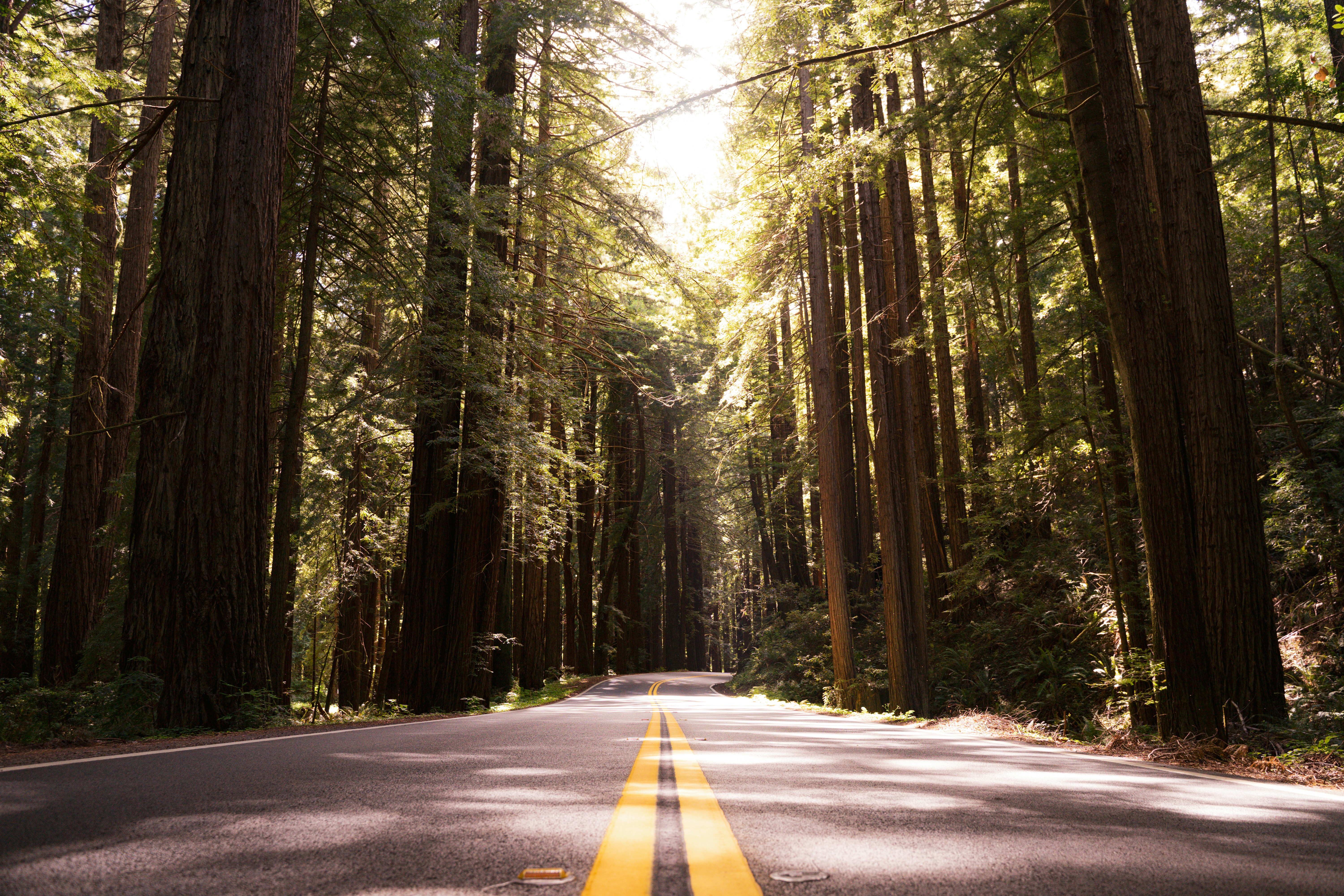 HDCaliforniaRedwoods7