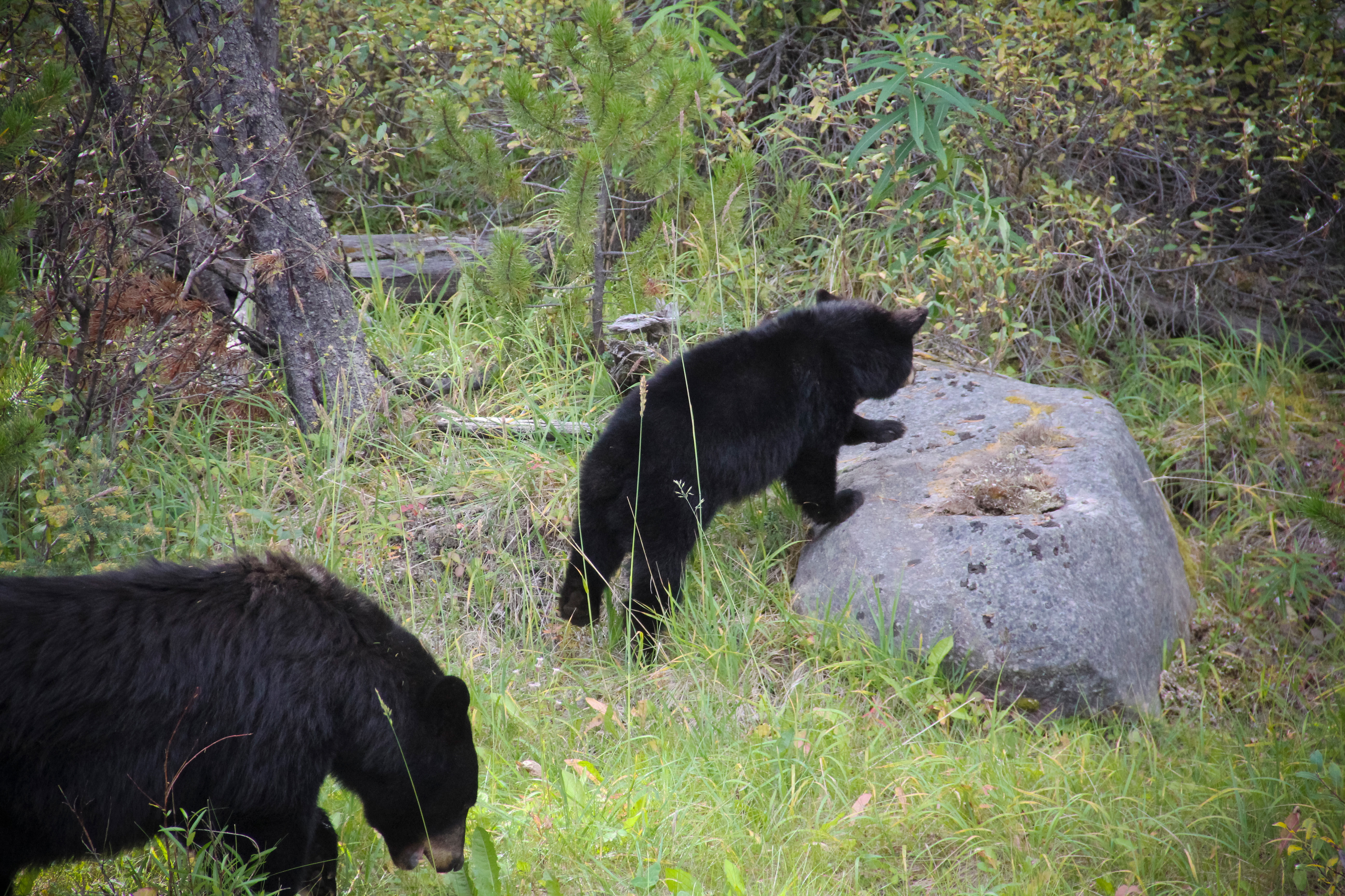 HDQuebecTQ 012808 Schwarzbaeren GouvQc Pierre Carbonneau