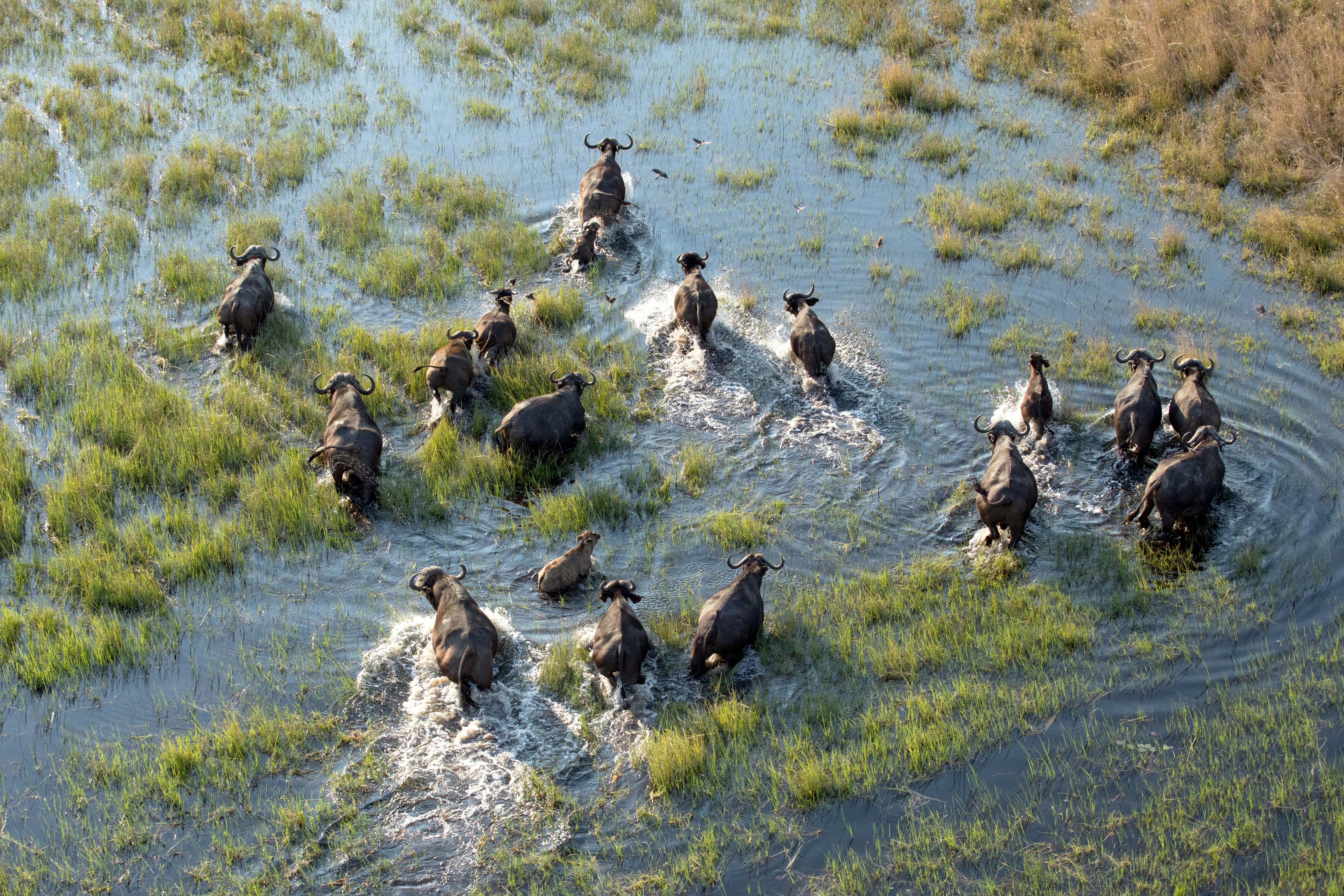 HDBotswanaOkavango DeltaWasserbueffel