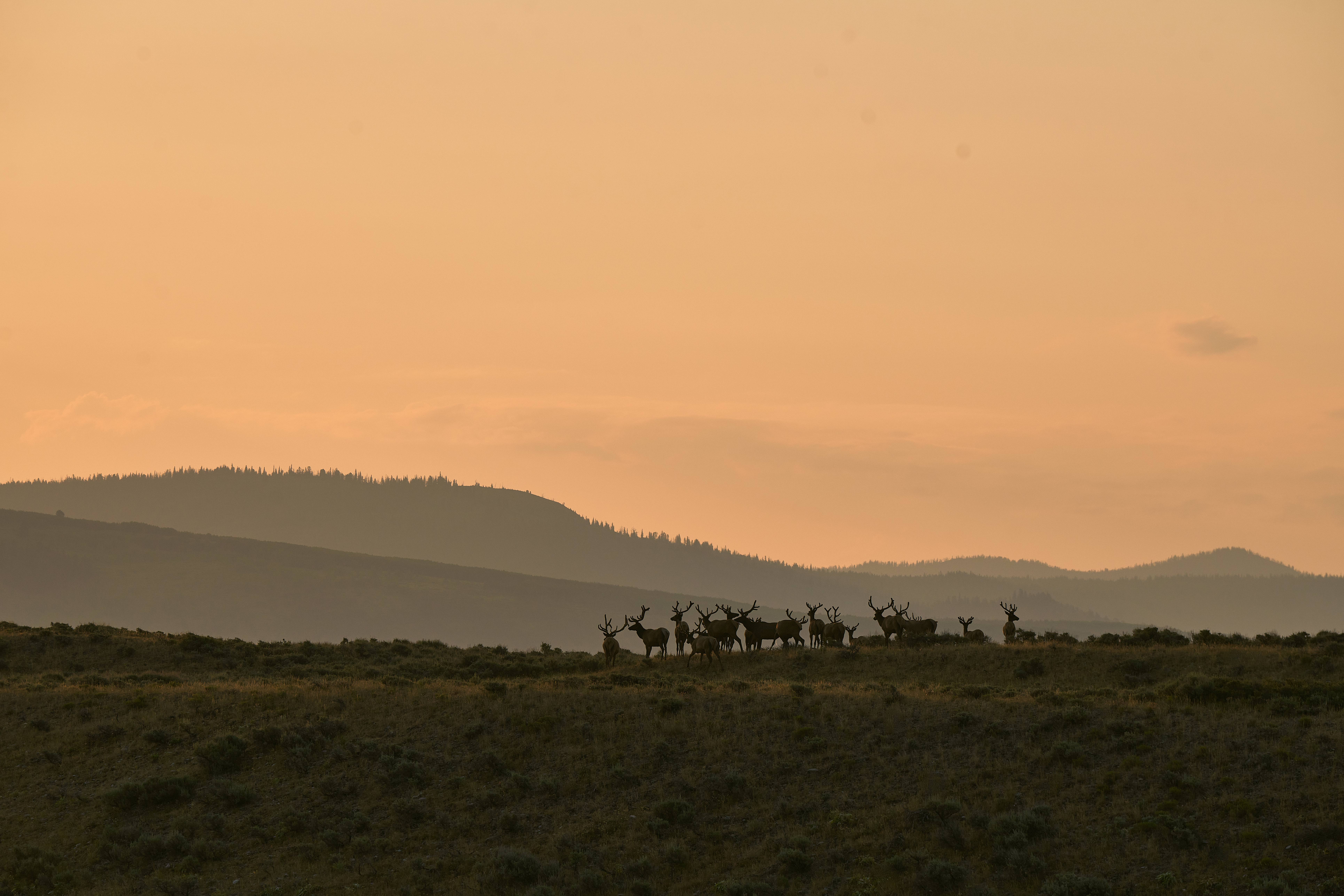 HDWyomingGrand Teton National Park 8298