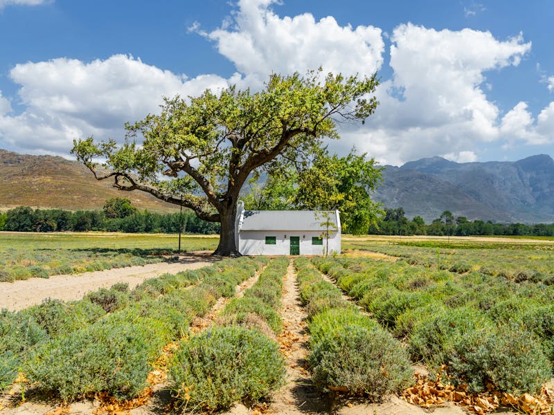 HDSuedafrikaFranschhoekPlantage 02