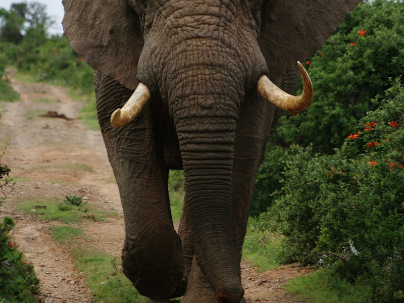 HDSuedafrikaKariegaKariega Game ReserveElephant