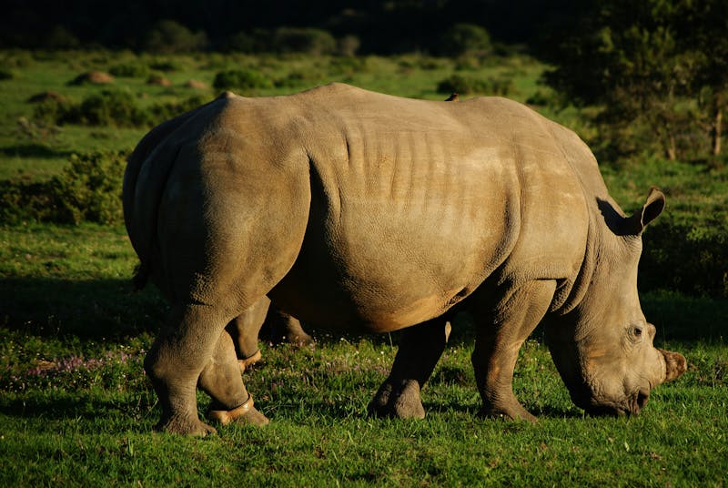 HDSuedafrikaKariegaKariega Game ReserveNashorn 02