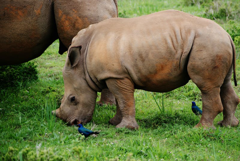 HDSuedafrikaKariegaKariega Game ReserveNashorn