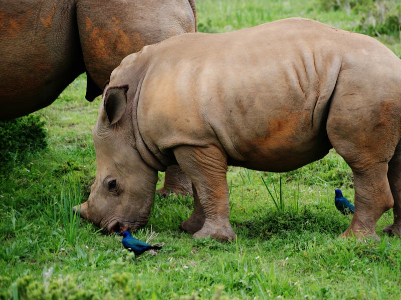 HDSuedafrikaKariegaKariega Game ReserveNashorn