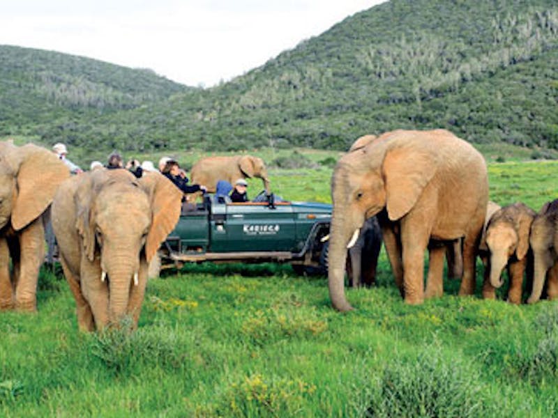 HotelSuedafrikaKariega Game Reserve Eastern CapeElephanten Tierbeobachtung