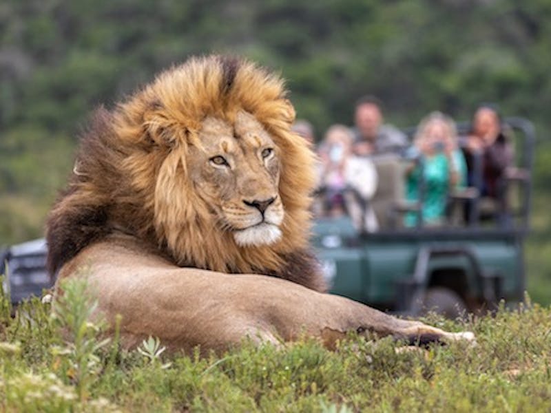 HotelSuedafrikaKariega Game Reserve Eastern CapeLoewe Tierbeobachtung