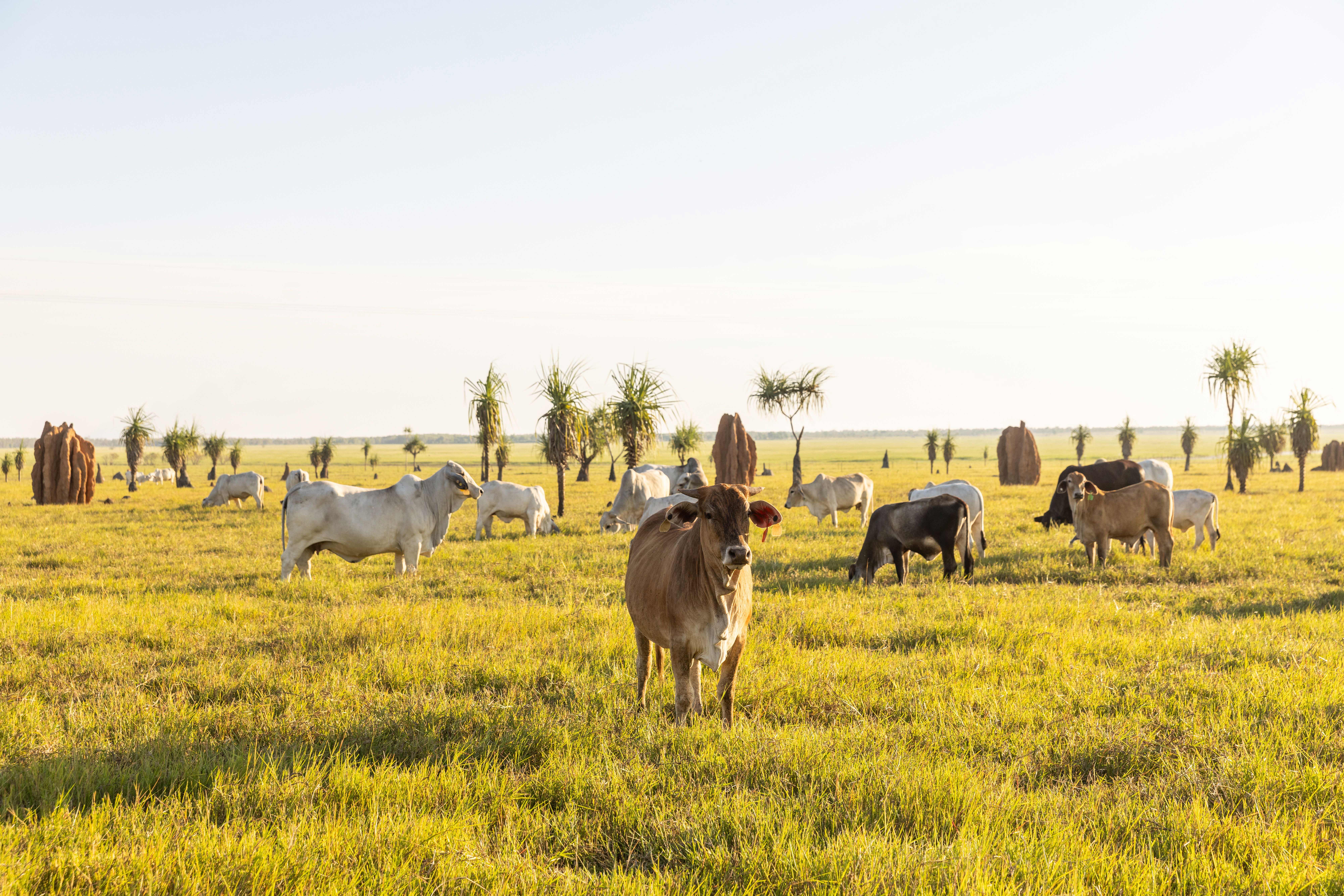 HDHotelAustralienNTFinniss River LodgeRinderherde