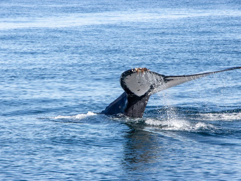 HDSuedafrikaGansbaaiwhale