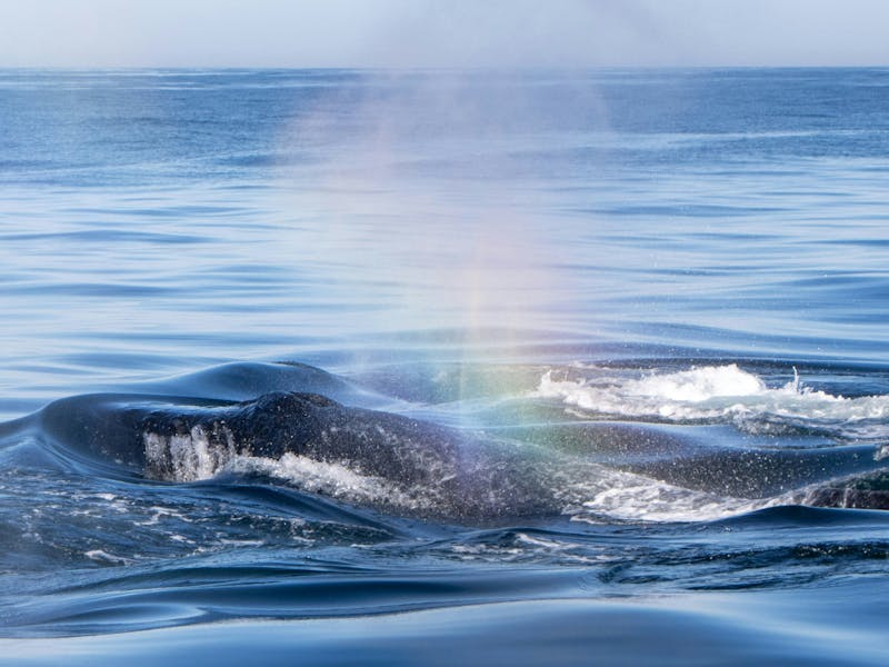 HDSuedafrikaGansbaaiwhale2