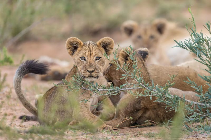 HDHotelSuedafrikaTswalu Kalahari Reserveloewen Kopie