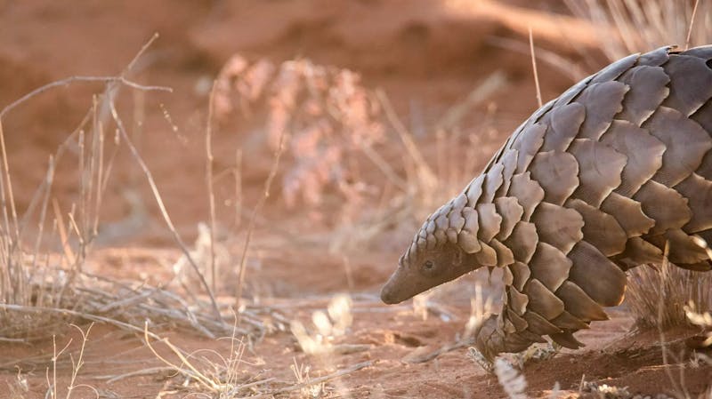 HDHotelSuedafrikaTswalu Kalahari Reservepangolin