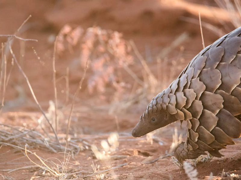 HDHotelSuedafrikaTswalu Kalahari Reservepangolin