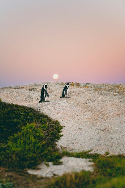HDSuedafrikaBoulders BeachPinguine5