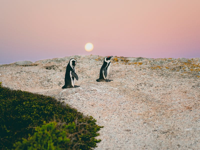 HDSuedafrikaBoulders BeachPinguine5