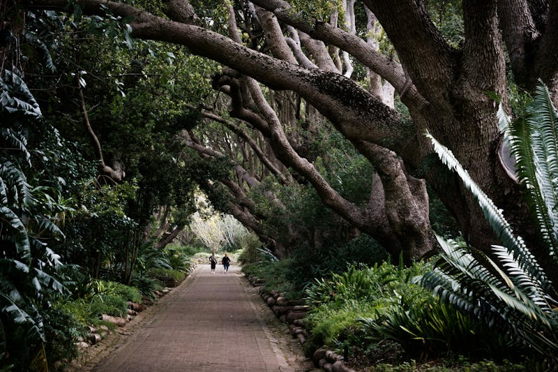 HDSuedafrikaKirstenboschBotanischer Garten2