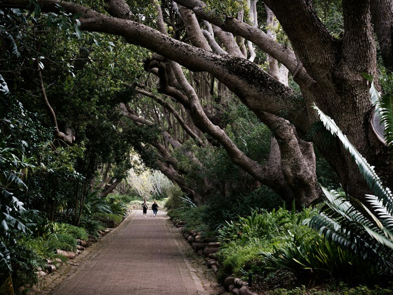 HDSuedafrikaKirstenboschBotanischer Garten2