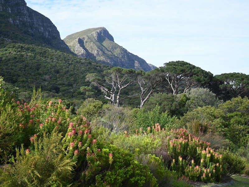 HDSuedafrikaKirstenboschLandscape3