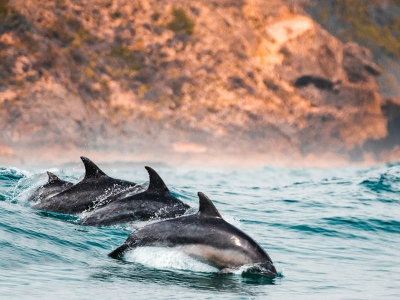 HDSuedafrikaKnysnaDeline1