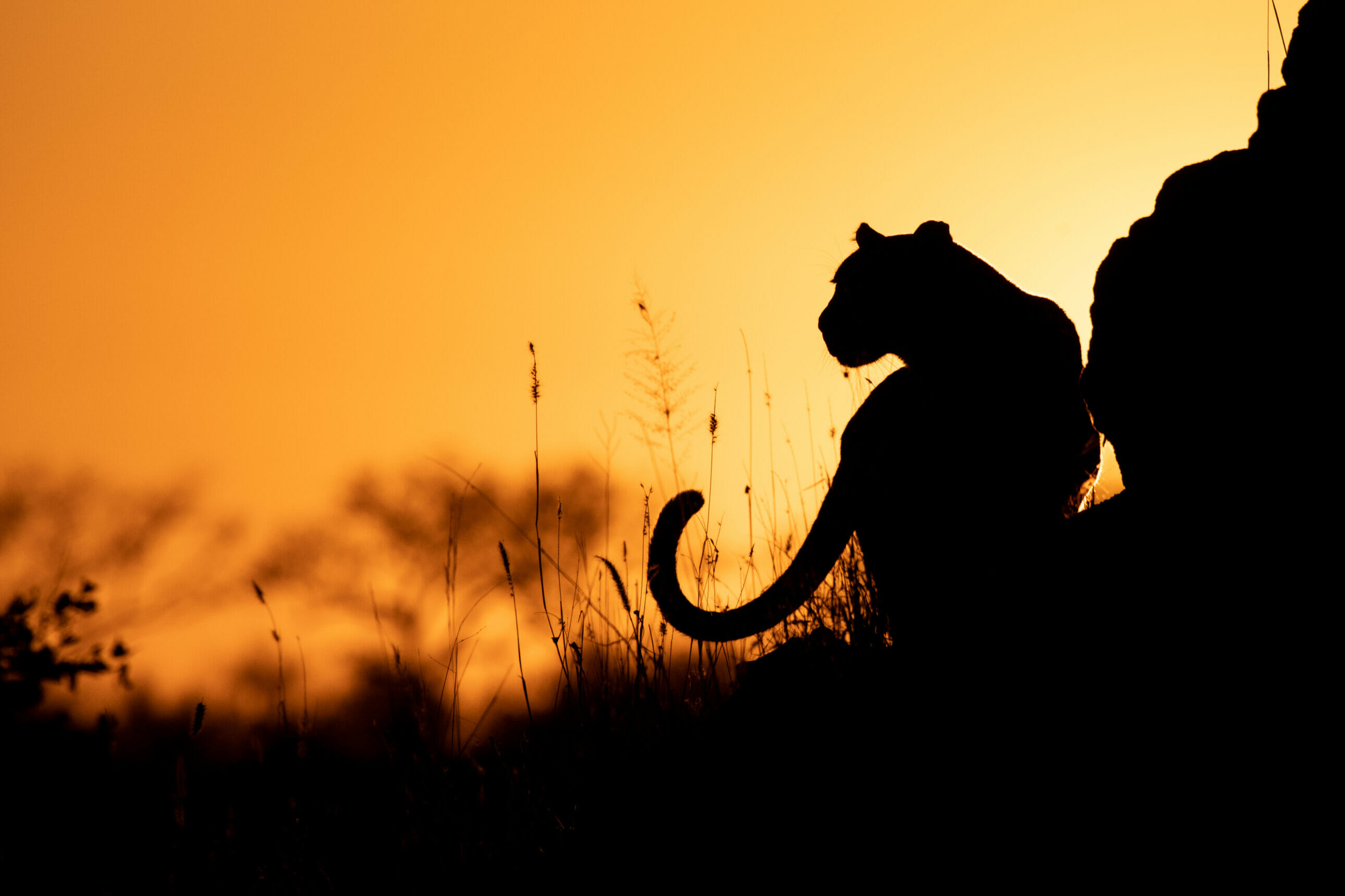 HDHotelSuedafrikaLondolozi Game Reserve Relais ChateauxLeopard3