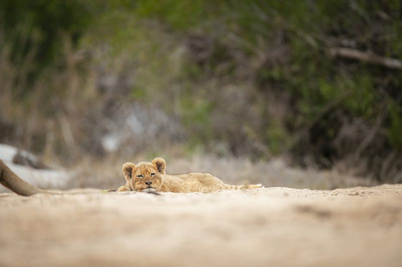HDHotelSuedafrikaLondolozi Game Reserve Relais Chateauxloewe