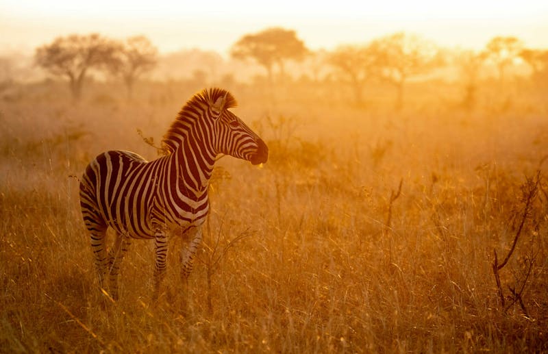 HDHotelSuedafrikaLondolozi Game Reserve Relais ChateauxZebra