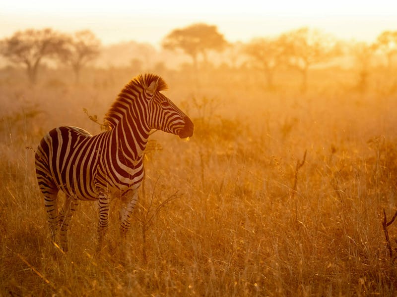 HDHotelSuedafrikaLondolozi Game Reserve Relais ChateauxZebra