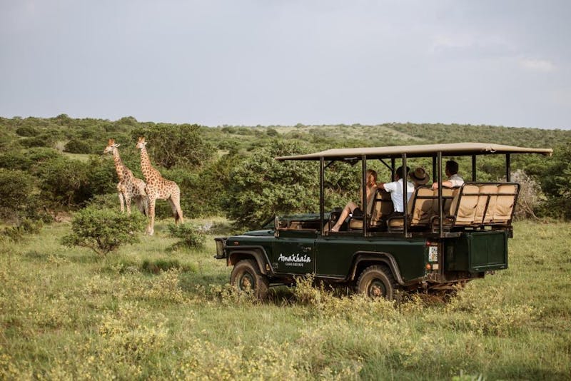 HDHotelSuedafrikaAmakhalaBush Lodge Safari