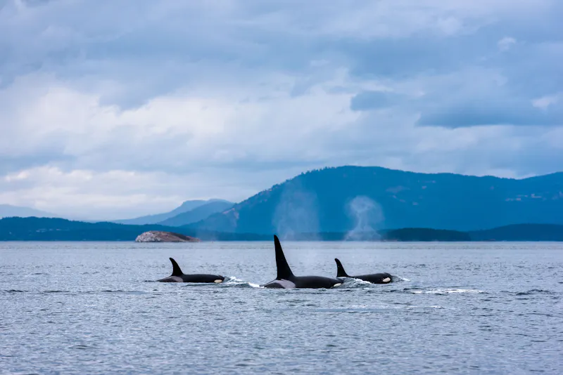 Orcas vor Vancouver Island