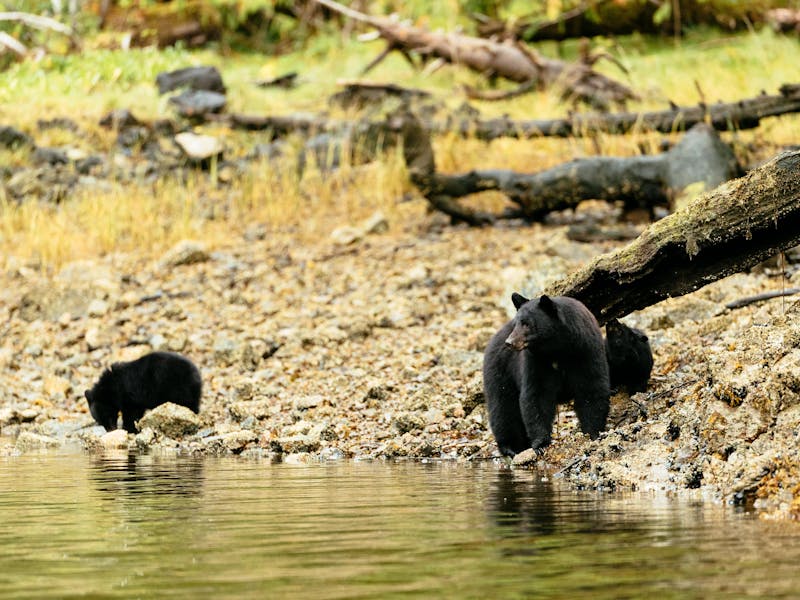 HDBritish ColumbiaTofinoSchwarzbaeren Clayoquot Sound 69363 DBC