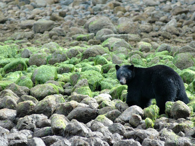 HDBritish ColumbiaTofinoSchwarzbaer 24528 DBC