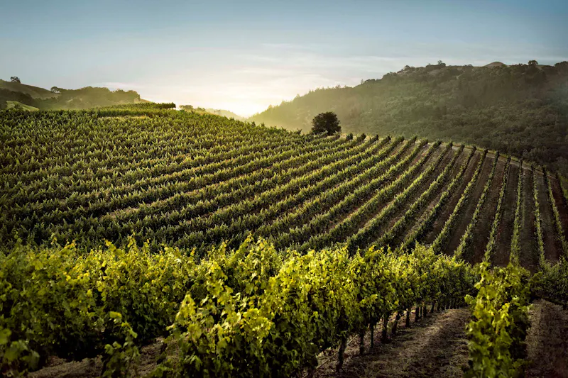 Weinberge im Sonoma County