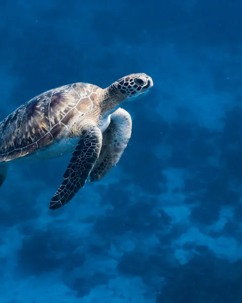 HDHotelMaledivenSix Senses KanuhuraTurtle