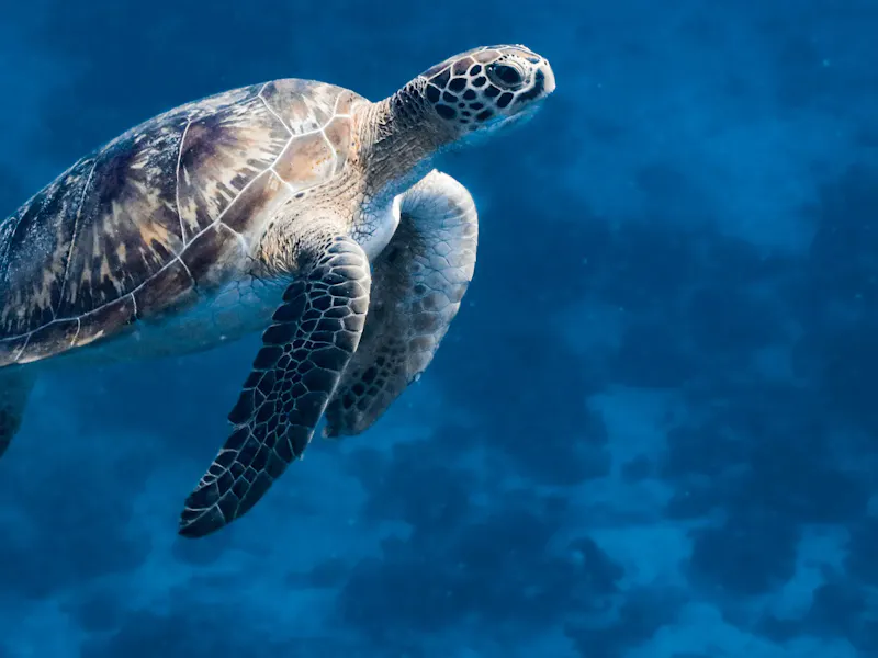 HDHotelMaledivenSix Senses KanuhuraTurtle