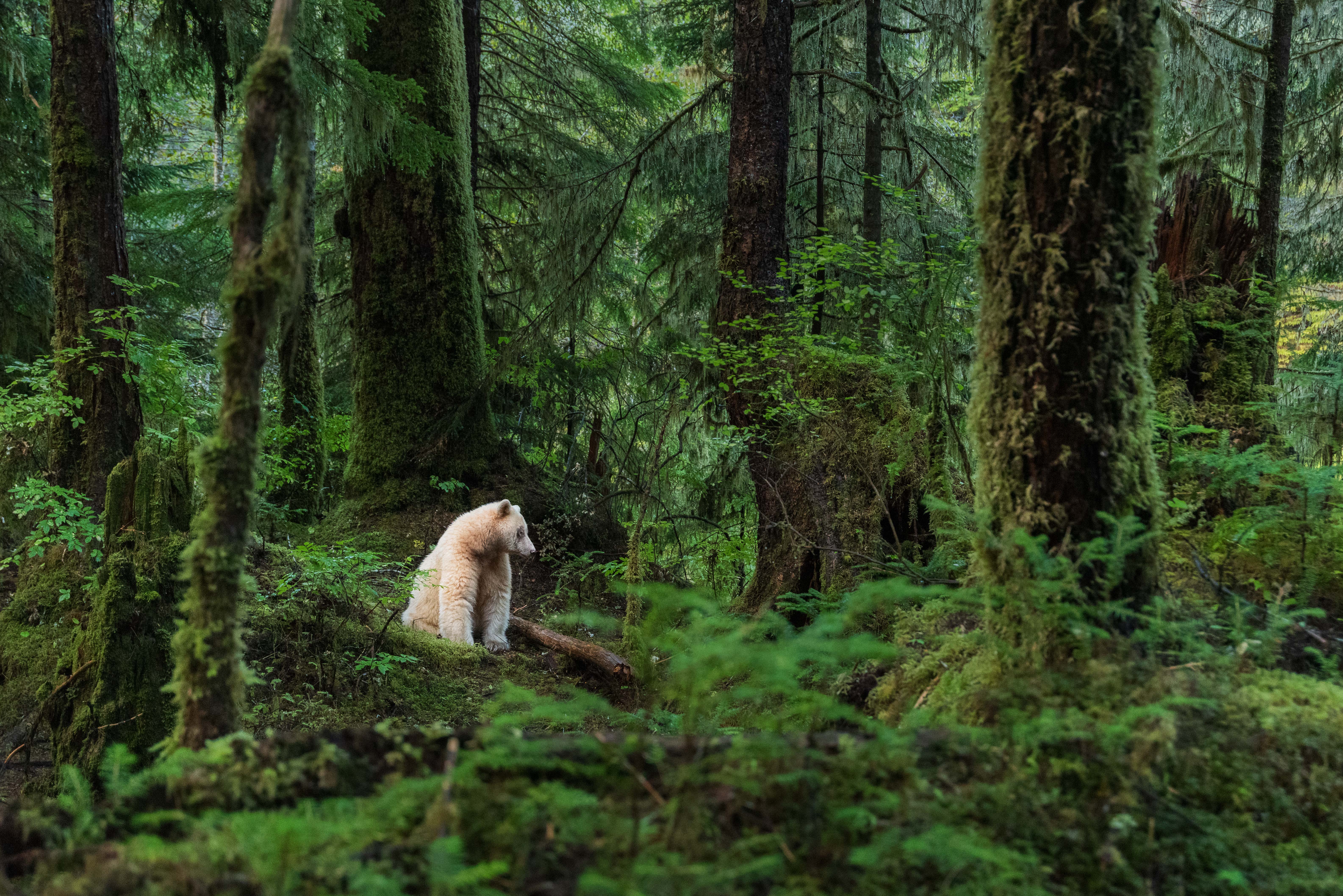 Spirit Bear