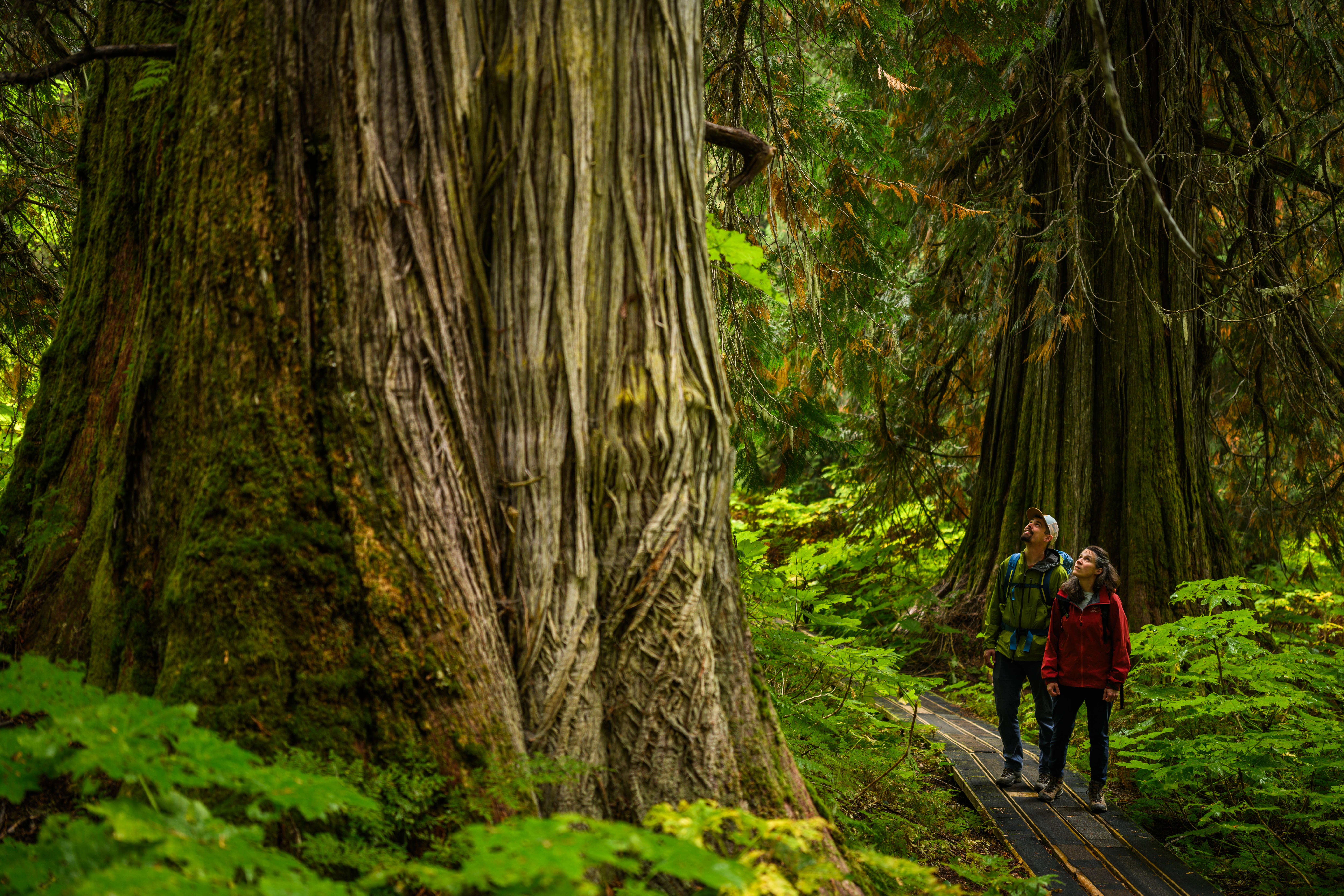 Ancient Forest, Chun T'oh Whudujut Provincial Park