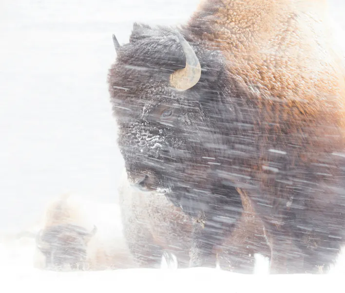 HDWyomingYellowstone National ParkBison