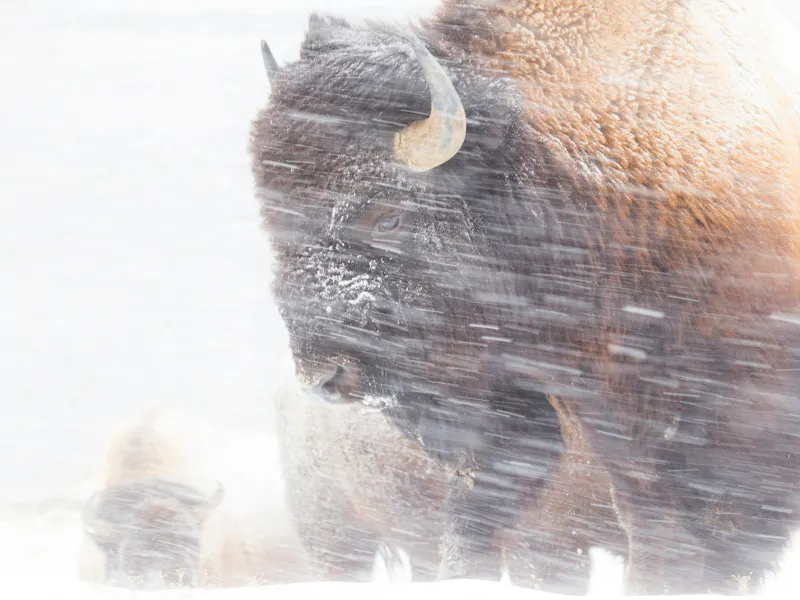 HDWyomingYellowstone National ParkBison