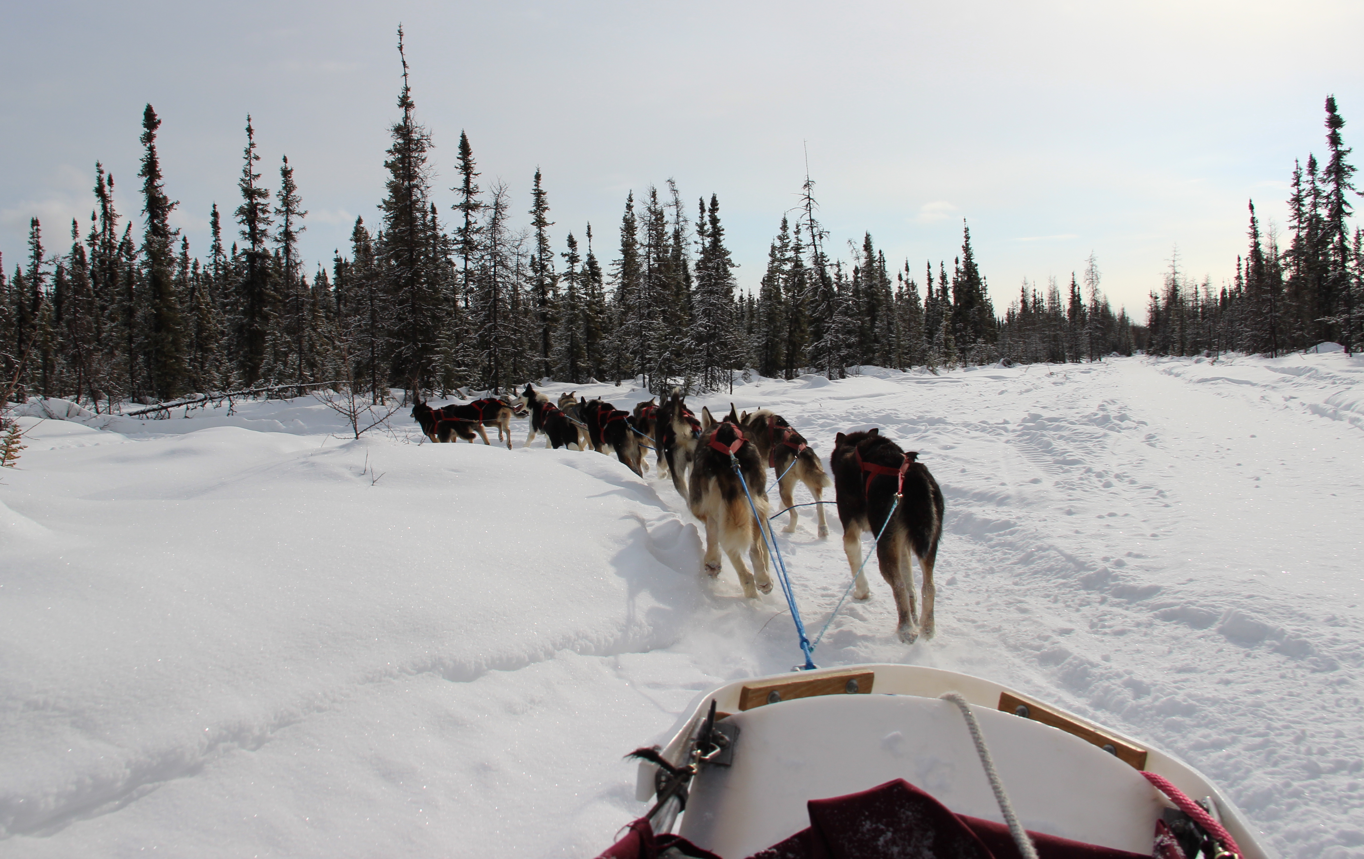 HDWyomingYellowstone National ParkWinter Dog Sledding