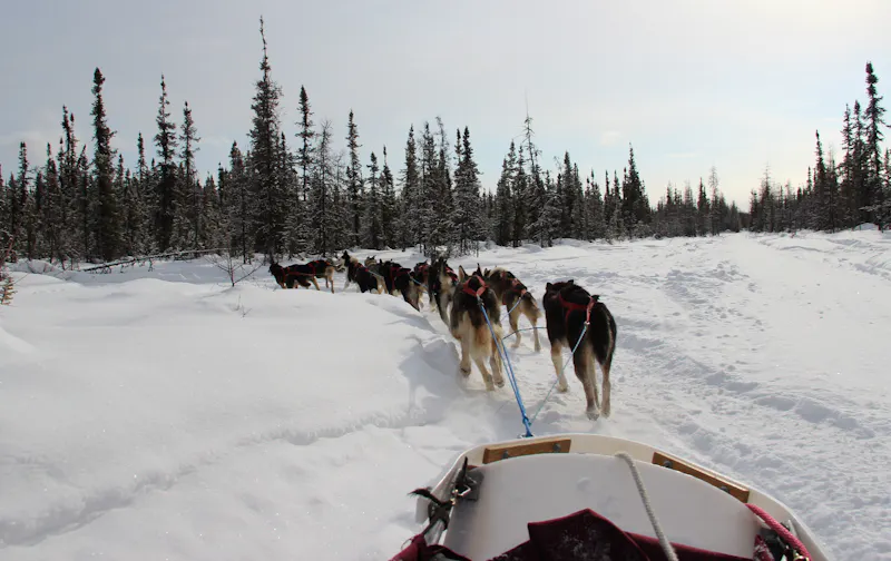 HDWyomingYellowstone National ParkWinter Dog Sledding